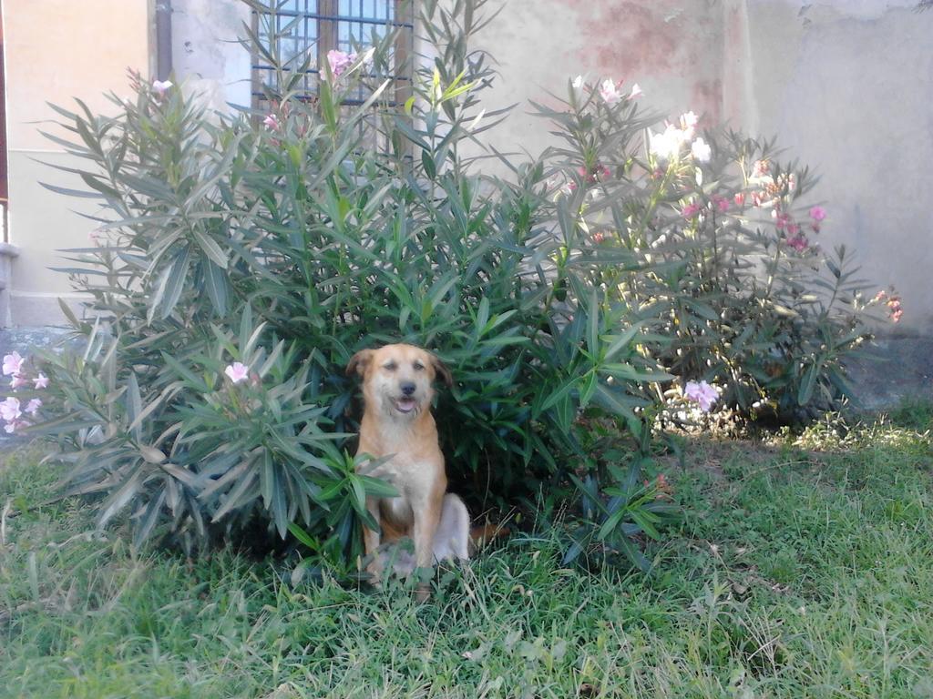 B&B Castello Di Camerletto Caselette Εξωτερικό φωτογραφία